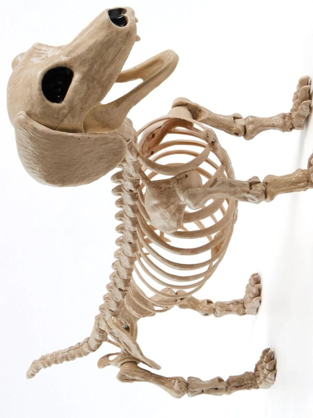 Wiener Dog Skeleton 24” Plastic Posable Halloween Decorations New !